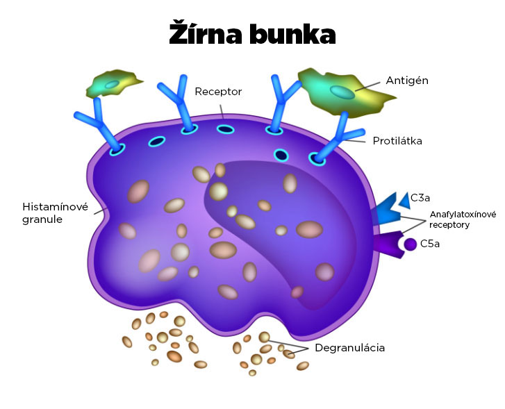 zirna-bunka-brainmarket-infografika-sk